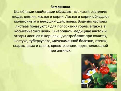 Мочегонный чай можно приготовить из листьев березы и травы полевой хвощ