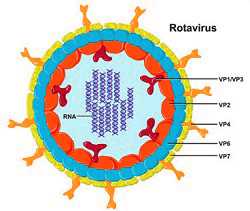 Причина диареи ротавирусная инфекция