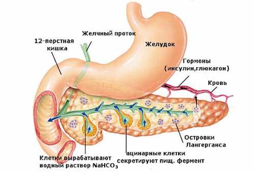 Если человек позволил себе съесть запретный продукт, что стало причиной болей в поджелудочной железе, понадобятся