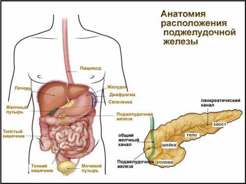 Когда самочувствие улучшится, можно кушать творог с низким процентом жирности, кисло молочные продукты, печеные груши и яблоки, пить компот и кисель из фруктов