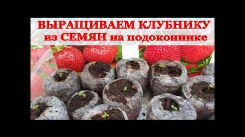 В этом случае, чтобы кусты не тратили лишние силы на плодоношение, а формировали крепкие розеткиусы основу будущего урожая, в июле подкармливаю грядку азотными удобрениями и вырезаю все до единого цветоносы по мере их появления